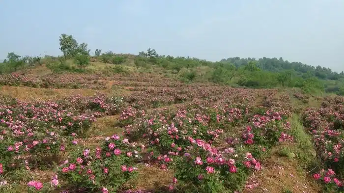 玫瑰综合利用产业种植基地
