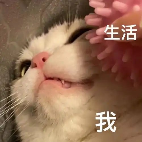 萌宠 喵星人 生活压迫我 被生活所迫 可爱 憨憨