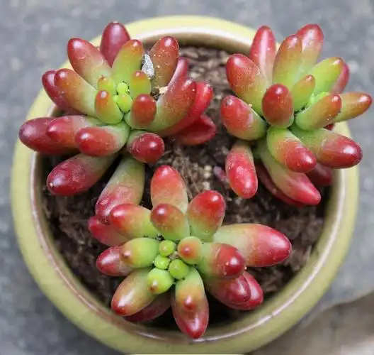 多肉植物"虹之玉"