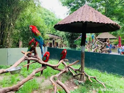 上海野生动物园照片分享,可可爱爱!