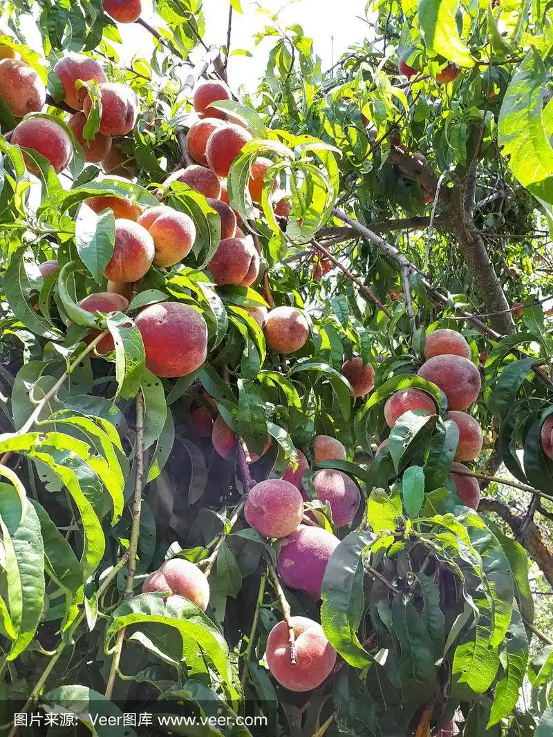 大而成熟的桃树果实挂在枝头.桃花园.