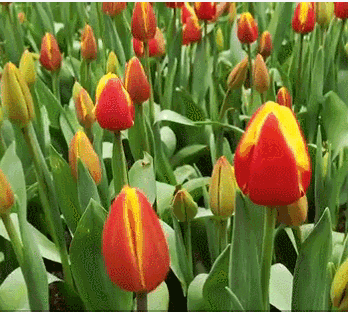 348_312gif 动态图 动图