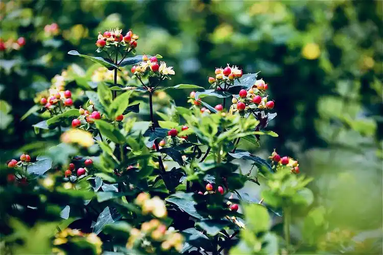 红果金丝桃娇媚相思红红火火美好生活