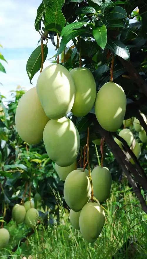 有一种阳光味道,我们想让更多人知道,她叫攀枝花芒果!