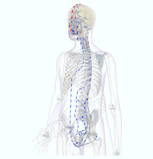 最新经络图(精美3d动态循行图,没有比这更详细)