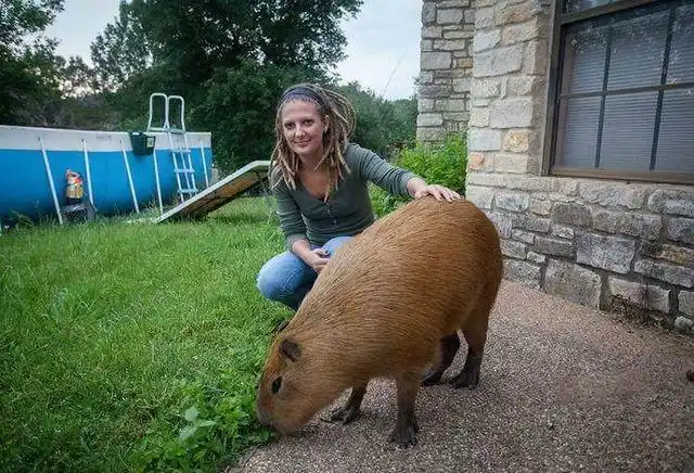 上海多地出现了大量猫见了都害怕的"巨型老鼠"已经到了泛滥成灾的地步