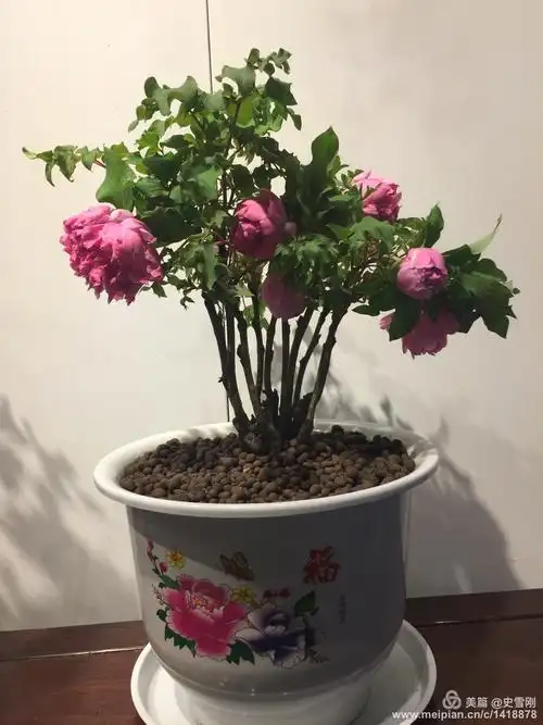 钱王祠盆景牡丹