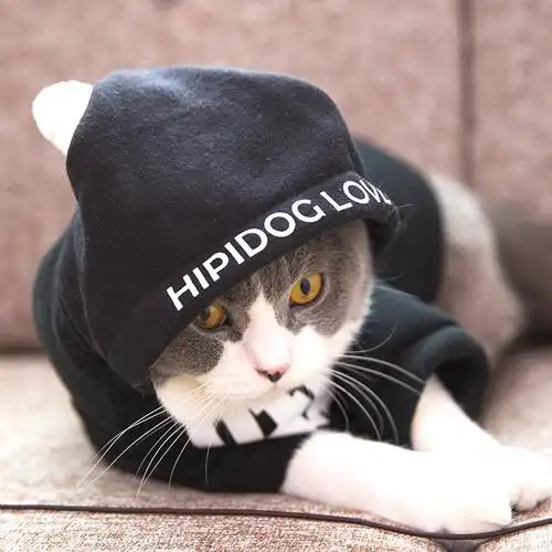 可爱搞笑猫咪衣服宠物小猫无毛幼猫卫衣奶猫英短蓝猫穿的秋冬装女