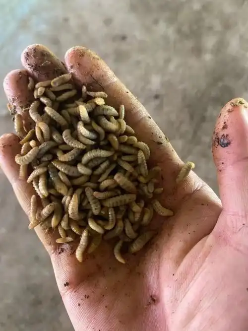 供批发黑水虻幼虫冷冻虫干精练干虫欢迎选购