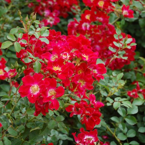 鼹鼠园艺家猩红红地毯英国皮特地被月季正红红色时令草本花卉