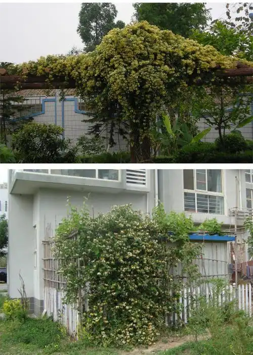 庭院金银花搭架图片庭院金银花攀爬架
