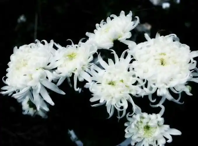 一束白菊,纯净的思念!