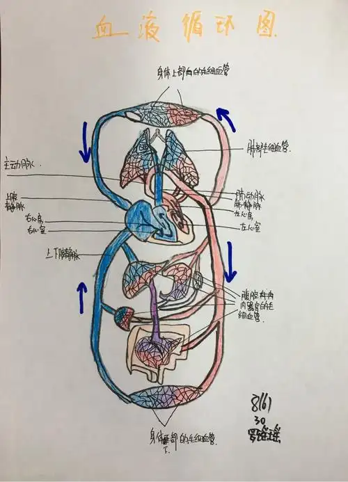 初二年《血液循环系统》优秀作业集 - 美篇