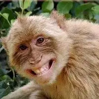 猴子笑到模糊表情包_斗图表情包_微信头像图片大全