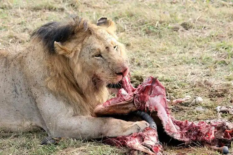 大哥还是吃的香,可以清楚看见羊角. 马赛马拉国家公园