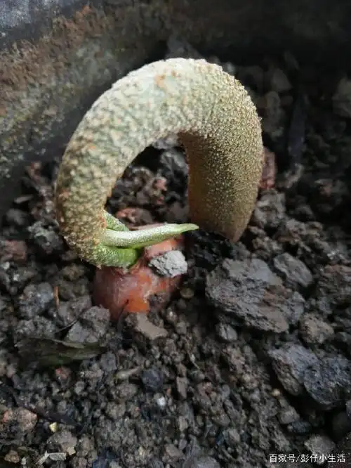 榴莲籽发芽是根还是头