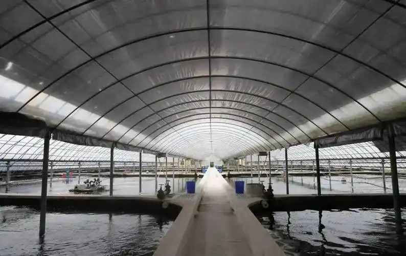 大棚养虾有哪些主流的类型?这三种模式,亩产超过万斤!_养殖_乐畅_温棚