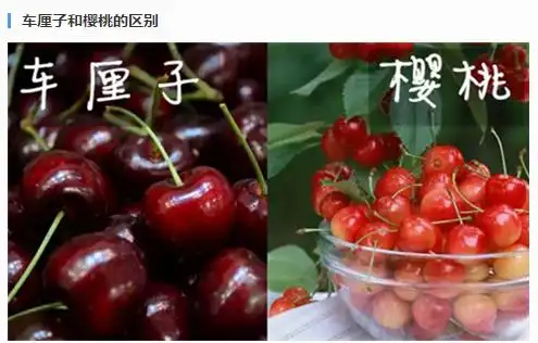 和樱桃很像的水果叫什么你可能说的是车厘子.