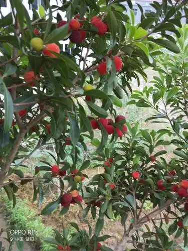 乌梅熟啦!已经开园采摘,入园免费吃,还有地道的农家饭,约吗?