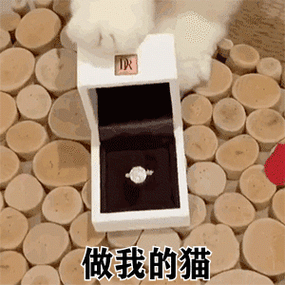 做我的猫(猫咪推戒指 gif 动图表情包)_动图_gif_猫咪_戒指表情