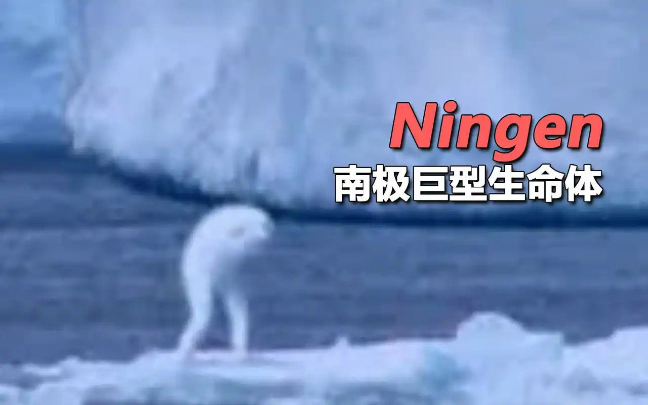 南极巨型生命体ningen人类或外星人改造的巨大生命体