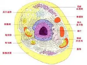 动物真核细胞结构图