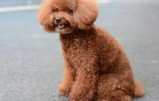 给小泰迪犬剪毛,不能全部都剃光,是否应