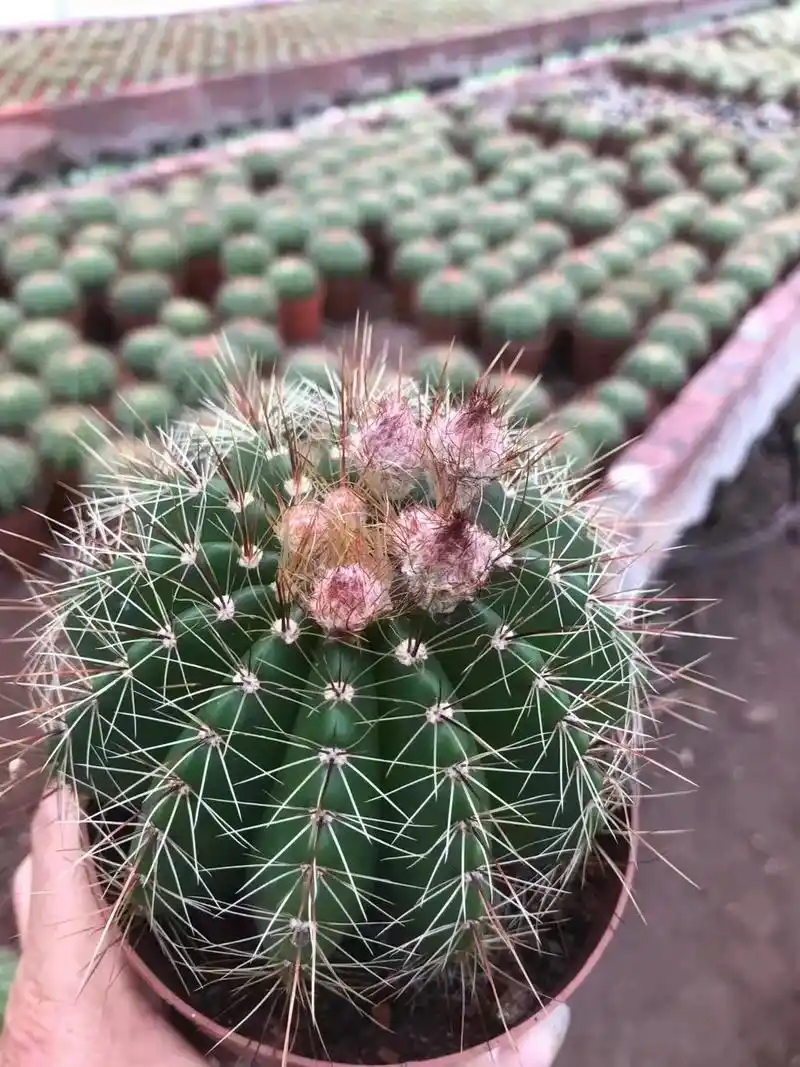 仙人球的华语与寓意:生机与希望,看见它就会感觉到生命的蓬勃向 - 抖