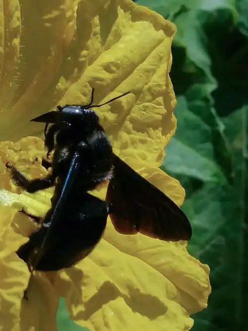 大黑蜂