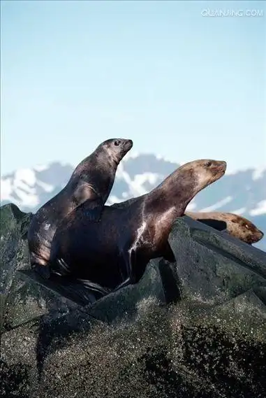 p> a href="#">北海狮 /a>(学名: i>eumetopias jubatus  /i>),是