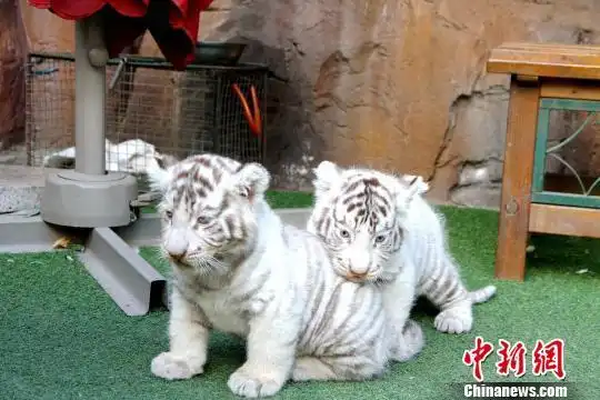 黑龙江东北虎林园两只刚满月的白老虎幼崽国庆节期间