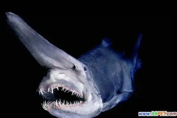 在此特盘点十大怪异鲨鱼.
