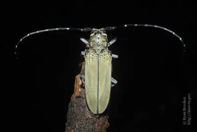 山东常见中大型天牛图鉴