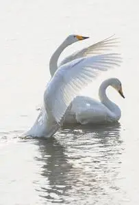 白天鹅折纸纸罕见事件黑天鹅对灰色艺术观对乌珀天鹅天鹅天鹅细节鸟