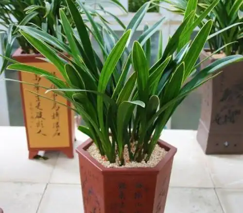 家庭养墨兰教你个浇水小方法不烂根不干根叶片油绿花满盆