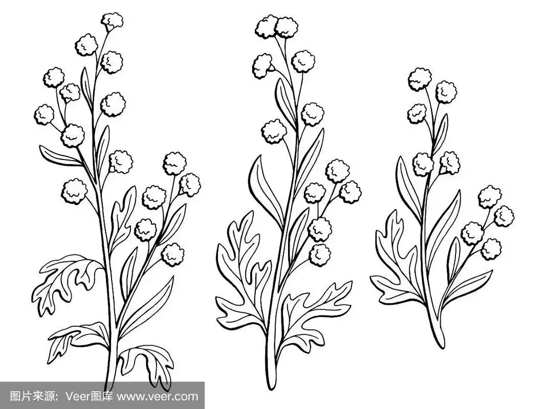 蒿属植物图形黑白孤立素描插图向量