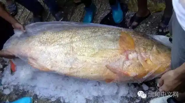 中国土豪缅甸买天价鱼出手阔绰震惊缅甸民众