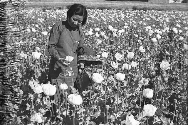 日军占领热河后,还接管了汤玉麟在承德建造的海洛因工厂,由浪人阪田诚
