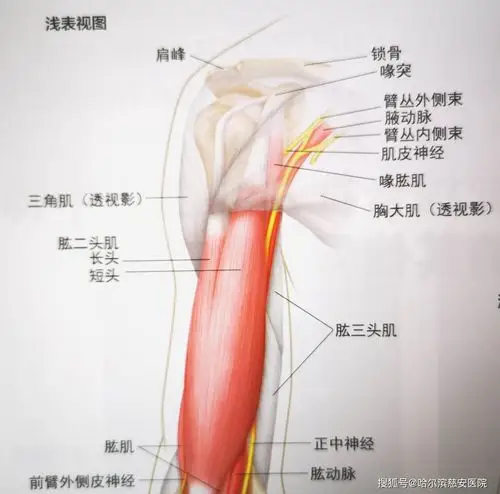 【科普】肱二头肌长头肌腱炎