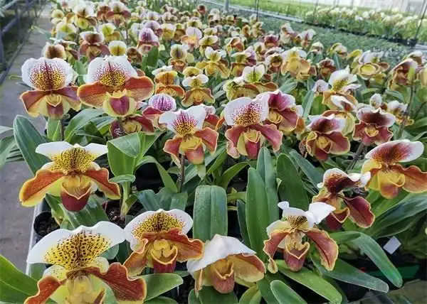 公司规模化培植的红肉饼兜兰花开正艳