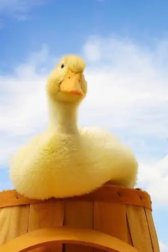 iphone 壁纸 可爱小鸭子的天空