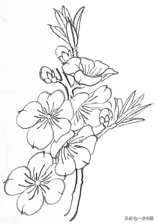 桃花简笔画简单又好看白描玉兰花与桃花画法步骤