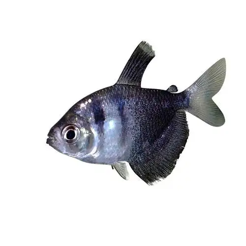 黑裙鱼扯旗鱼活体淡水鱼热带观赏鱼水族上海渔场批发小型鱼昂阳