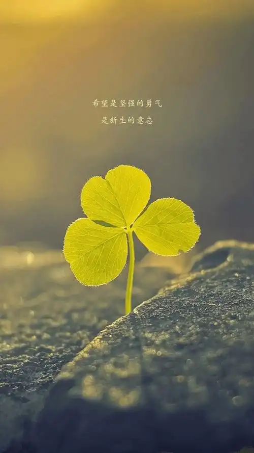 唯美幸运草伤感文字爱情手机高清壁纸