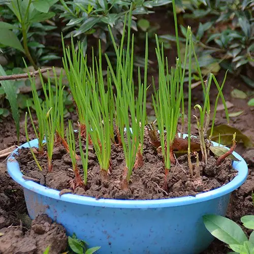 四季小葱四川香葱种头家庭花盆种菜春夏秋冬播蔬菜种子种球易活
