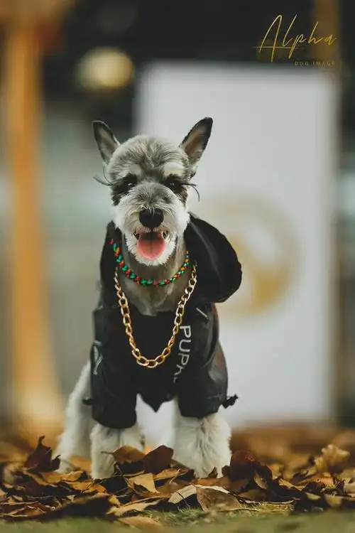 穿金戴银雪纳瑞