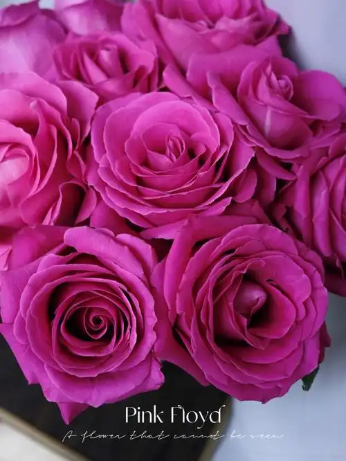 繁花厄瓜多尔进口玫瑰弗洛伊德