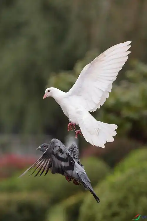 一组鸽子(竖图)