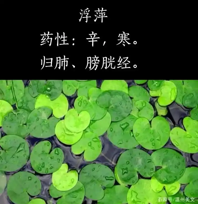 中草药科普 #中药 #浮萍  - 抖音