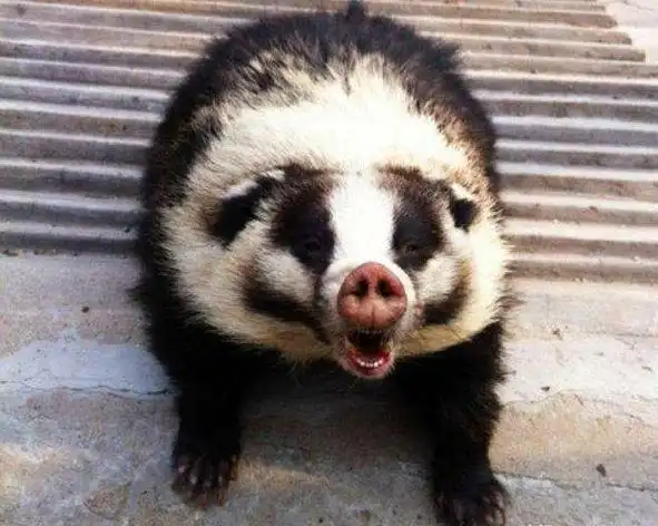 狼獾主要生活在寒带地区,我国东北地区和新疆北部的阿尔泰地区,有时候